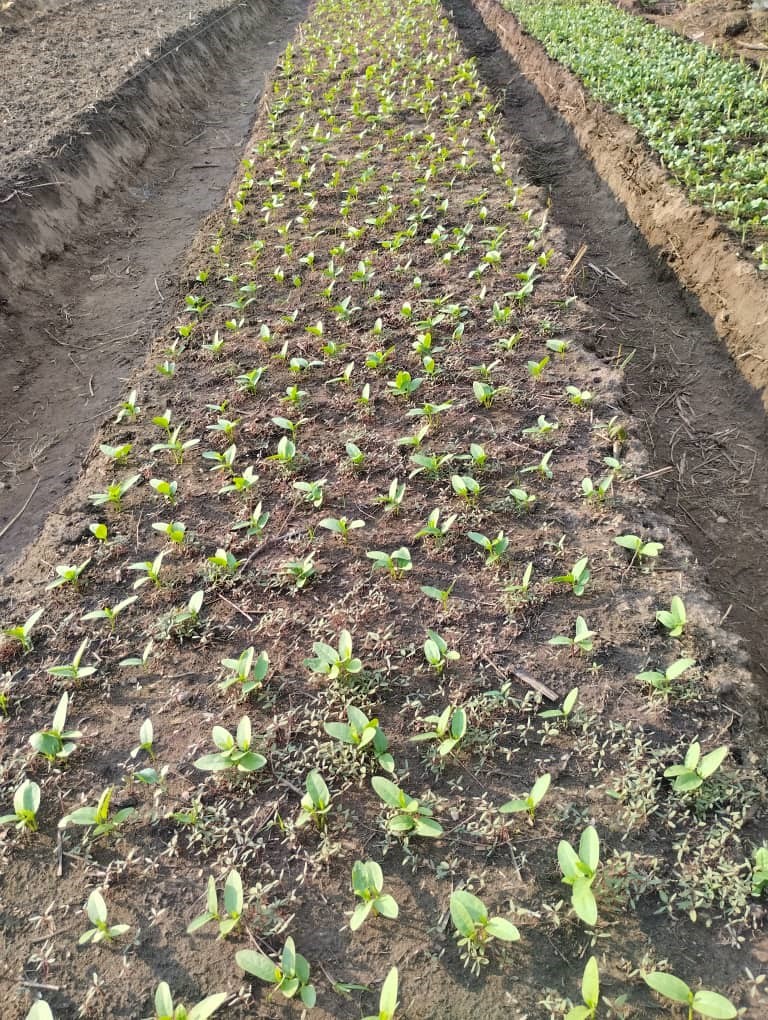 Démarrage plantation